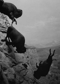 Untitled, Falling buffalo, David Wojnarowicz, 1988-89.